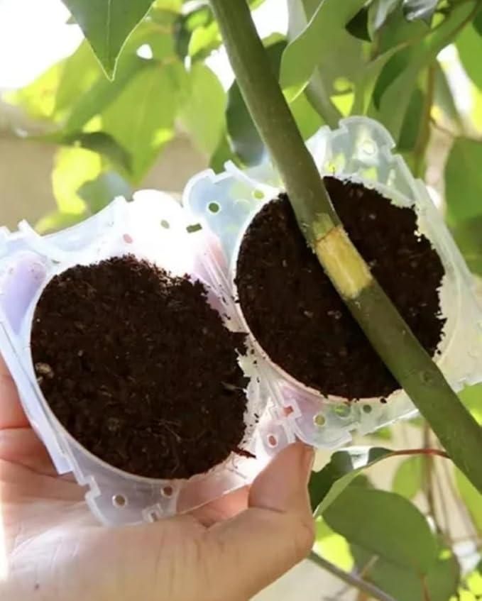 Reusable Plant Root Growth Balls with Locks (Pack of 5) cs2856-ri