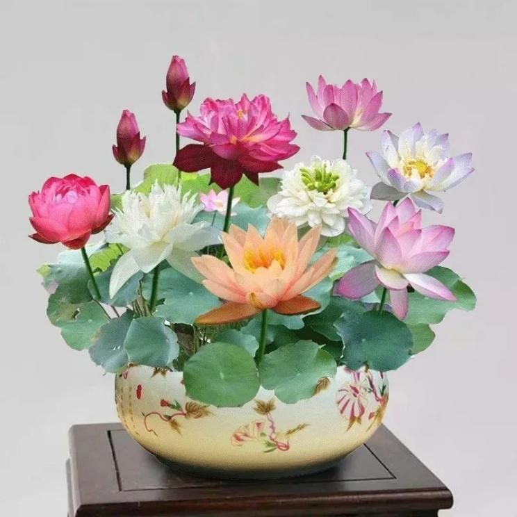 Bonsai Lotus Flower Seeds cs2856-ri