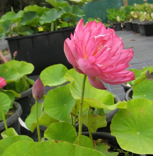 20 Pcs Japanese Bonsai Lotus Seeds Pack of 1 cs2856-ri