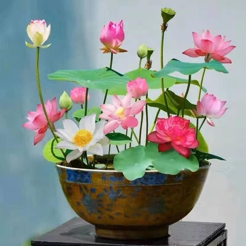 Bonsai Lotus Flower Seeds cs2856-ri