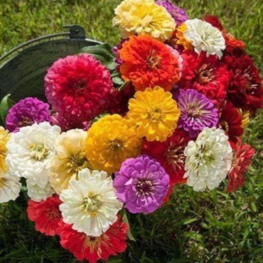 ZINNIA seeds pack of 1 (100 seeds approx) with Free Plant Growth Booster and Supplement Vol. 30ml cs2856-ri