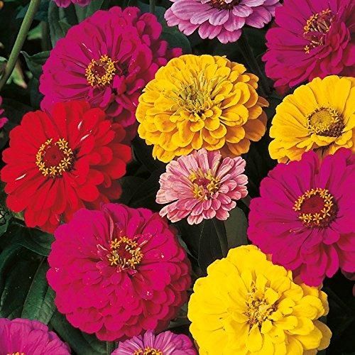ZINNIA seeds pack of 1 (100 seeds approx) with Free Plant Growth Booster and Supplement Vol. 30ml cs2856-ri