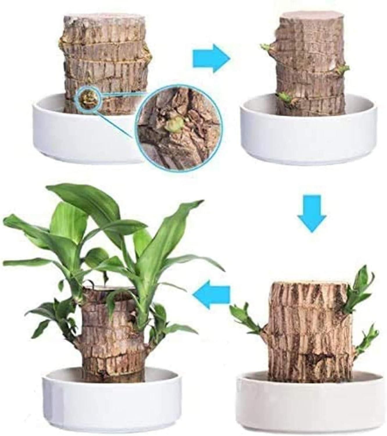 Brazilian Lucky Wood, Mini Home Plant Decorations cs2856-ri