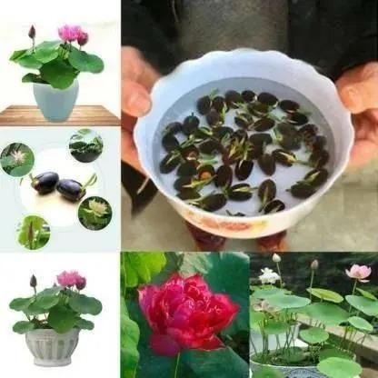 Bonsai Lotus Flower Seeds cs2856-ri