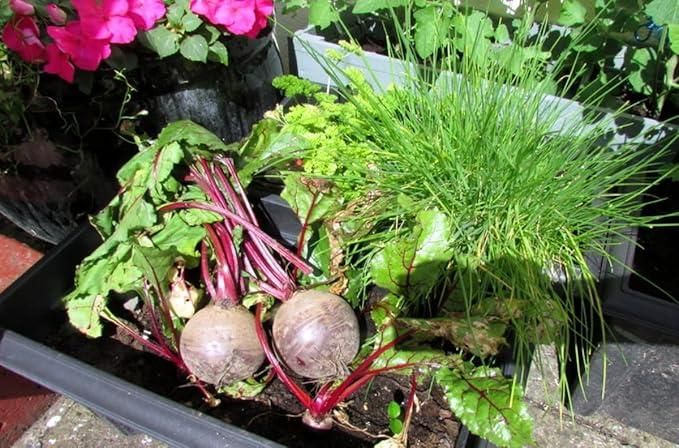 Beetroot Seeds (Free Organic Pot Mix 100 gm) cs2856-ri