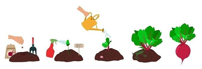 Beetroot Seeds (Free Organic Pot Mix 100 gm) cs2856-ri