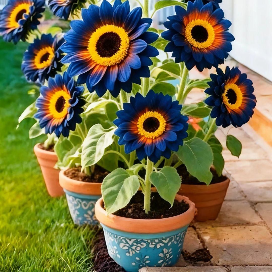 Blue Flame Sunflower Seeds + 100 Grams Organic Pot Mix Free cs2856-ri