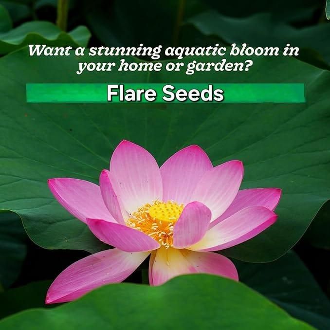 20 Pcs Japanese Bonsai Lotus Seeds Pack of 1 cs2856-ri