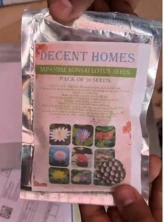 20 Pcs Japanese Bonsai Lotus Seeds Pack of 1 cs2856-ri