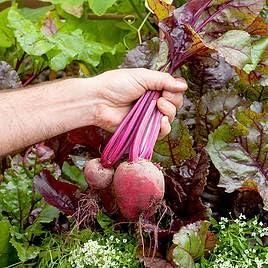 Beetroot Seeds (Free Organic Pot Mix 100 gm) cs2856-ri