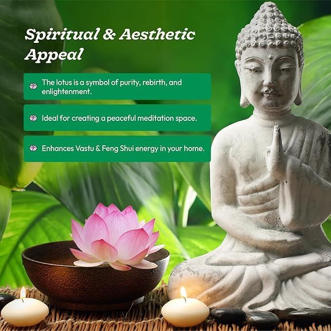 20 Pcs Japanese Bonsai Lotus Seeds Pack of 1 cs2856-ri