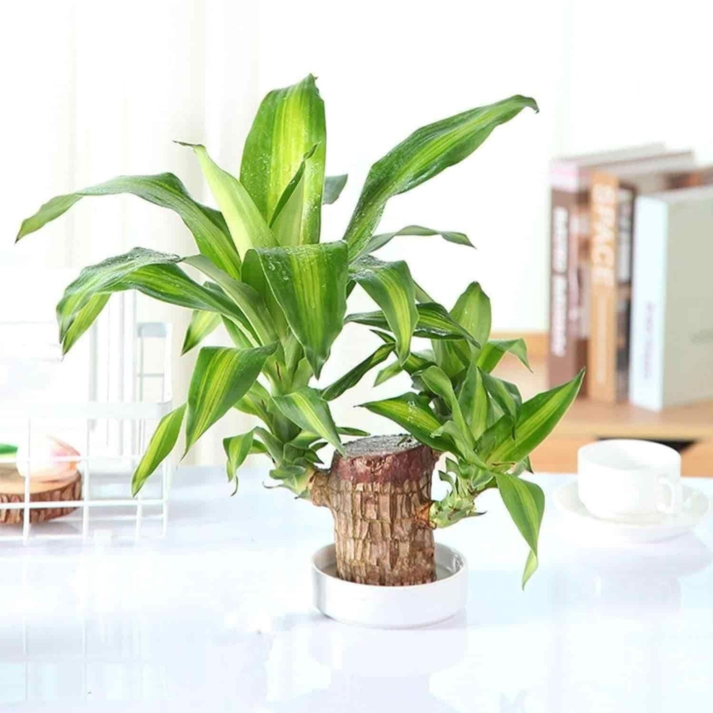 Brazilian Lucky Wood, Mini Home Plant Decorations cs2856-ri