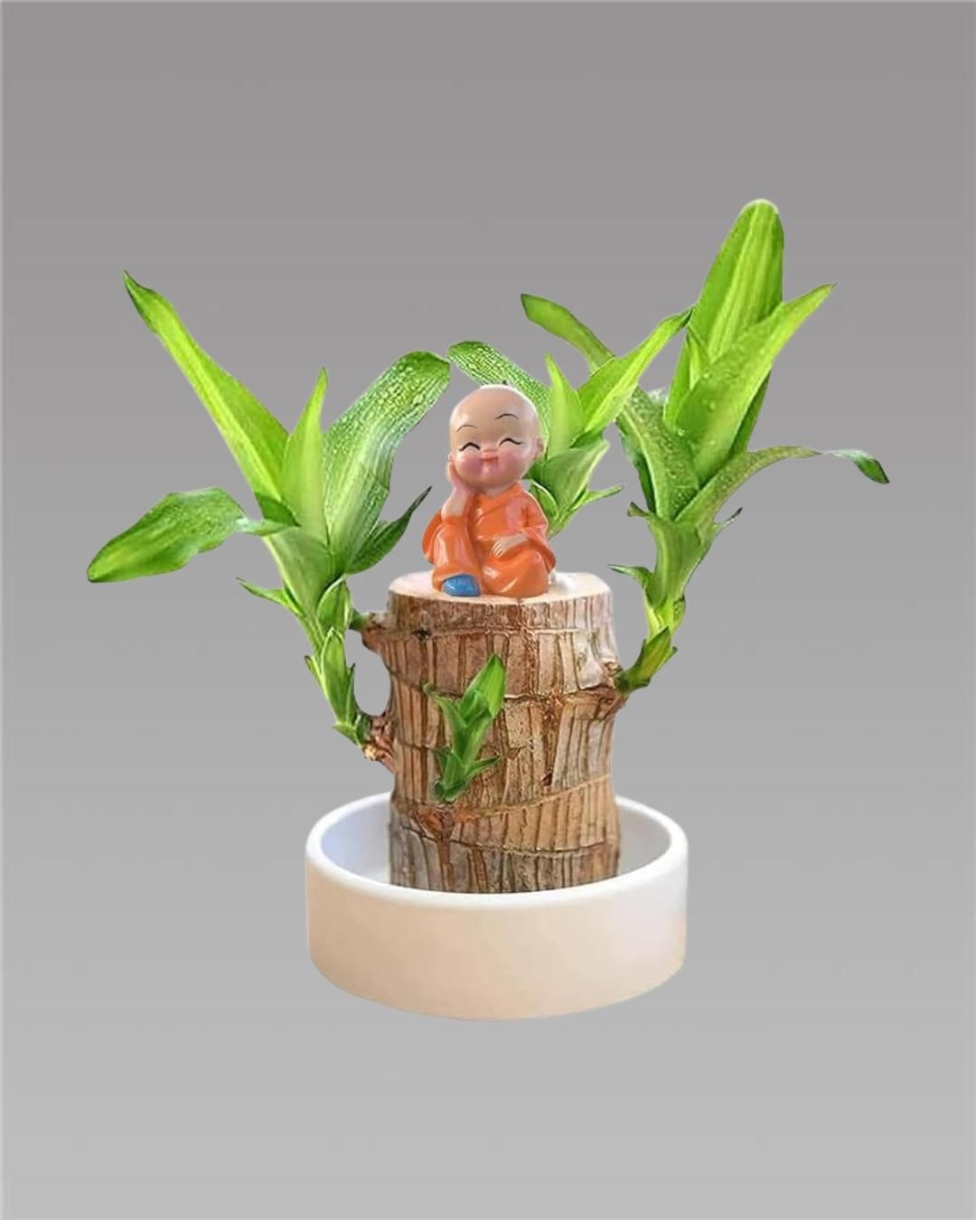Brazilian Lucky Wood, Mini Home Plant Decorations cs2856-ri